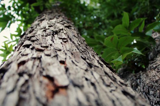 Tree with a narrow depth of field at cold weather