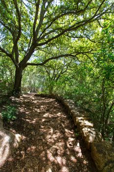 mediterranean forest in Menorca with oak trees in Cala Galdana of Balearic islands