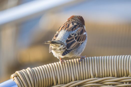The image is shot at a cafe by Tista river in Halden, Norway. The bird sits on a chair.