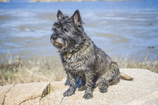 The picture is shot in Dusa which is a recreation area just outside Halden, Norway. The dog is named Rex and is well known in the area and are of the locals called for the king of the Dusa
