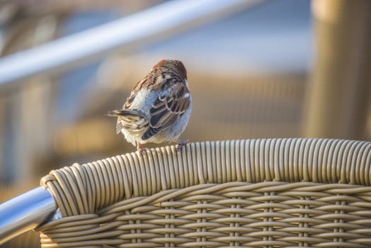 The image is shot at a cafe by Tista river in Halden, Norway. The bird sits on a chair.