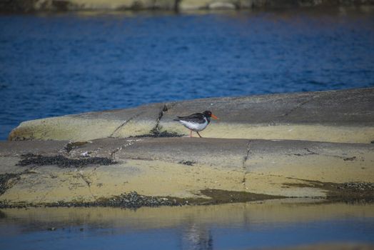 The picture of Oystercatcher, Haematopus ostralegus is shot in Dusa which is a recreation area just outside Halden city, Norway.
