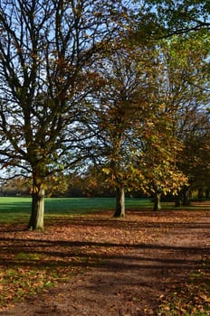 A row of mature Beech trees in a park showing their Autumn leaves and their vibrant colours.Image taken in November in Southern England.