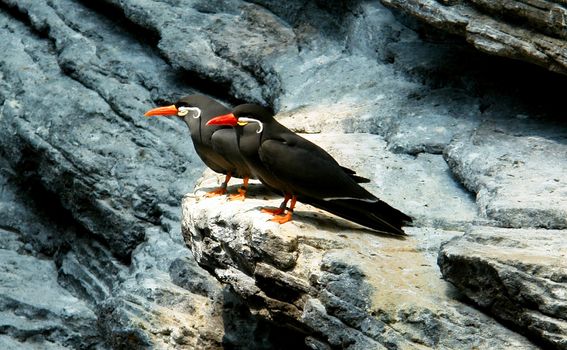 Inca Tern - "Mustache'd Bird". (Scientific name: Larosterna Inca)                               