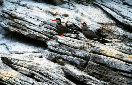 Inca Tern - "Mustache'd Bird". (Scientific name: Larosterna Inca)