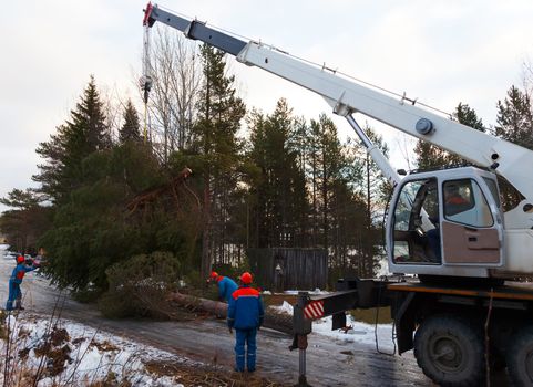 Rescue workers removed the tree felled by Hurricane using a crane