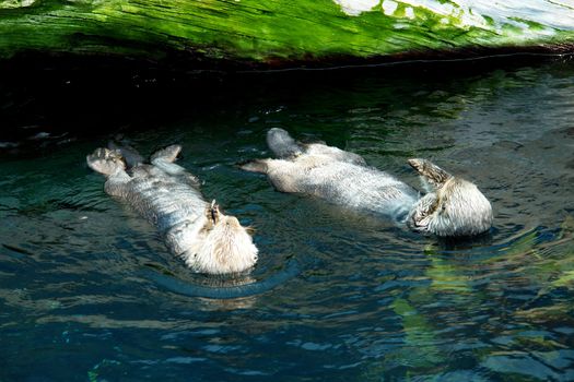Couple of sea otter�s swiming (Scientiphic name: Enhydra lutris)