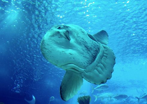 Huge luna-fish (mola-mola or ocean sunfish) in aquarium environment.