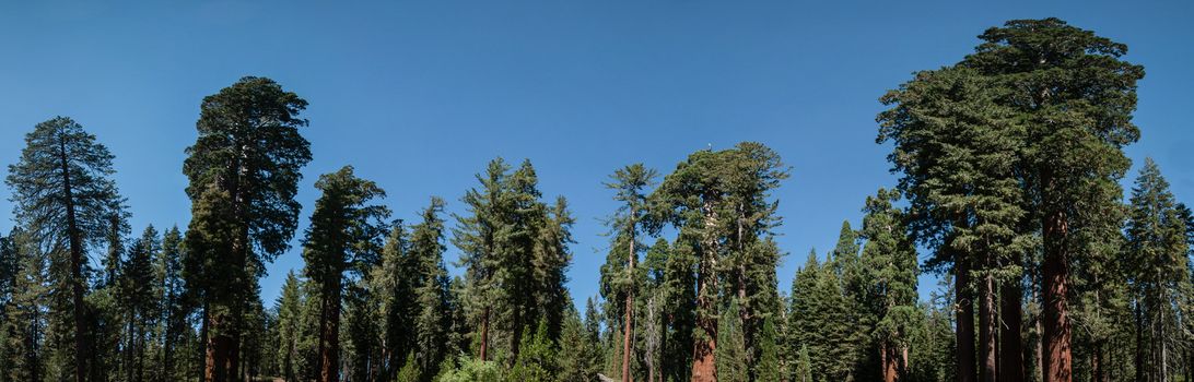 tree panorama in Sequoia national park