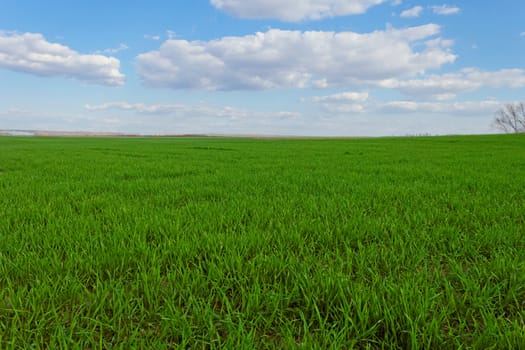 green wheat field under the blue cloudy sky