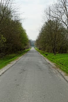 asphalt road into the forest