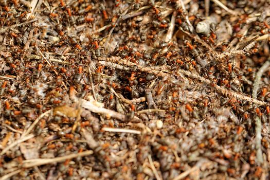 ants and ant hill