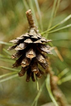 pine cone, on pine branch