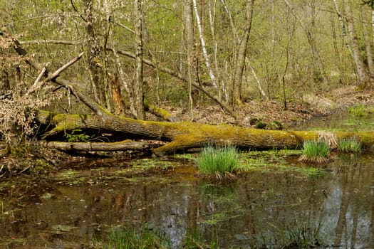 small lake in middle of the forrest