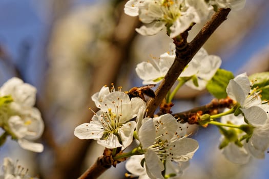 blossom tree with a bee pollination