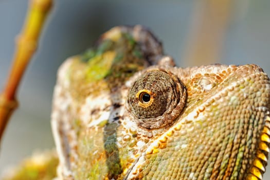 Chameleon on the leaf (Chamaeleo calyptratus)