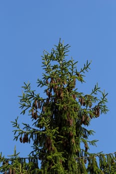 pine tree with fresh pine shoots and red pinecones