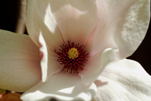 Closeup about a blossom Magnolia tree