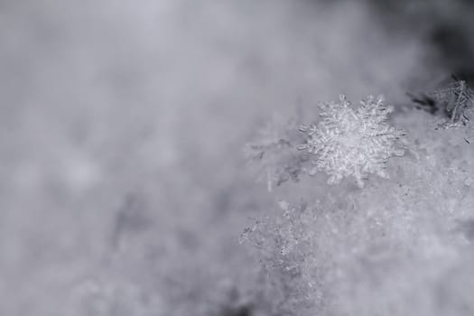 beauty white snowflake crystals on dark background