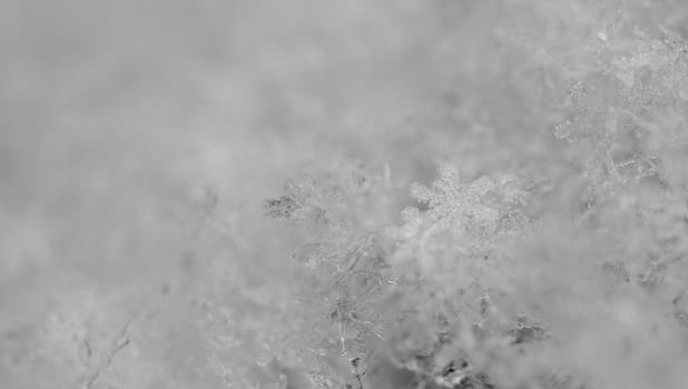 beauty white snowflake crystals on dark background