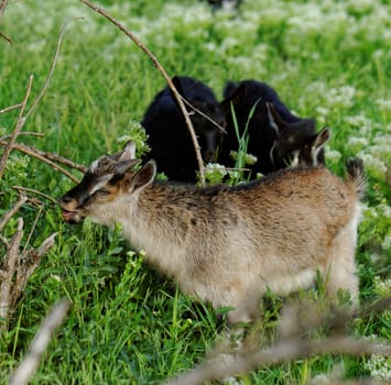 Goats grazing in the meadow