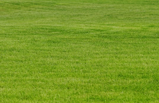 grass texture as background