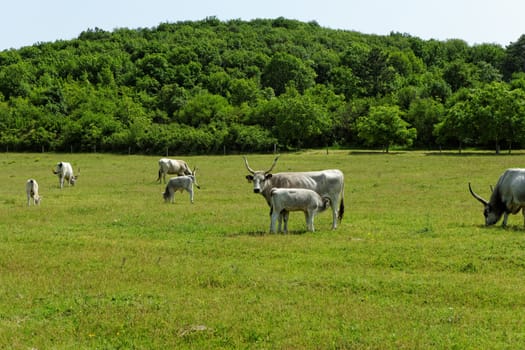 Ruminant Hungarian gray cattle bull on grass