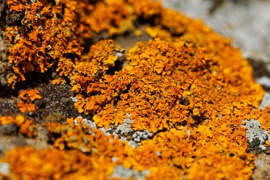 Macro photo of the mushroom on the rocks