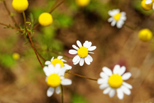 wild camomile, herbs in nature