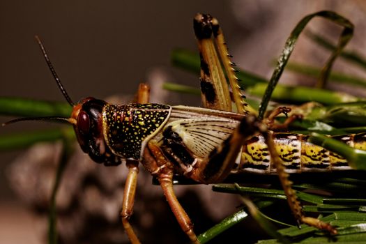 one locust eating the grass in the nature