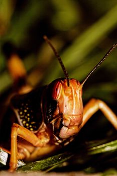 one locust eating the grass in the nature