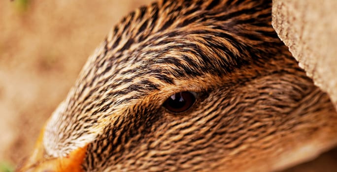 Domestic duck with brown eyes on a farm