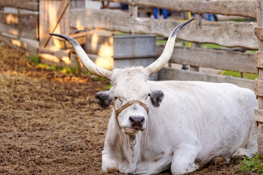 Ruminant Hungarian gray cattle bull in the corral