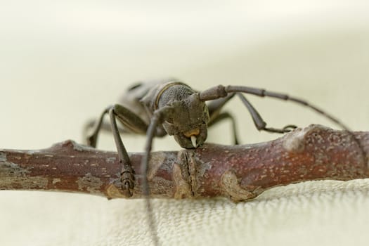 Macro portrait of the Capricorn Beetle on desk