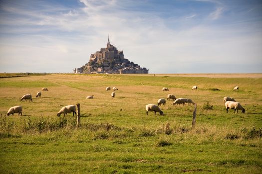 Le Mont-Saint-Michel and sheeps in the pasture