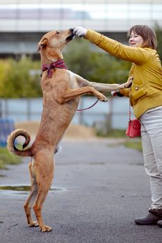 The red not purebred dog costs on the road. Not purebred dog. Doggie on walk. The large not purebred mongrel.