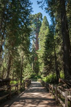 tree trail Sequoia national park forest