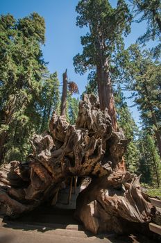 tree root Sequoia national park wood