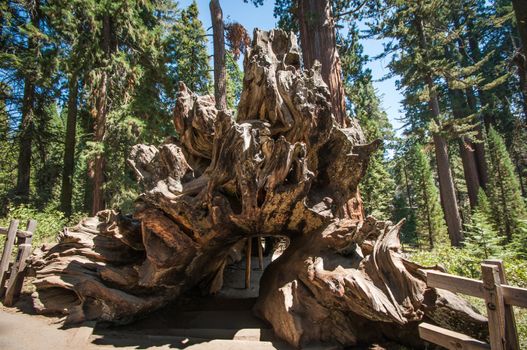 tree root wood in Sequoia national park