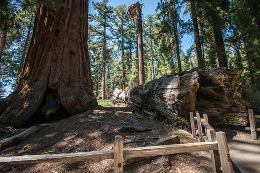 bole in Sequoia national park