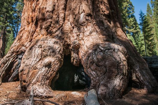 Sequoia bole root in national park california