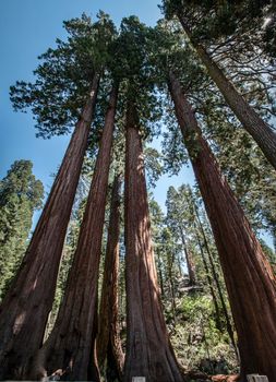 Sequoia trees bole panorama in national park california
