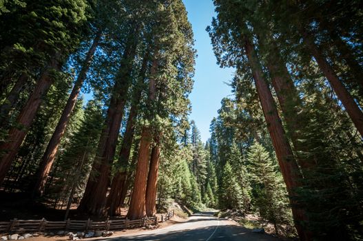 Sequoia tree street in national park california