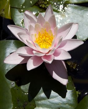 Nuphar lutea in de botanical garden - lover water lily