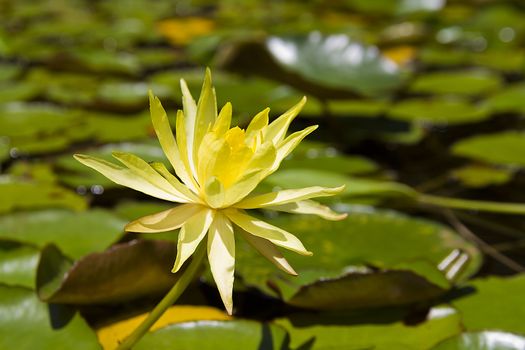 Nuphar lutea in de botanical garden - yellow water lily