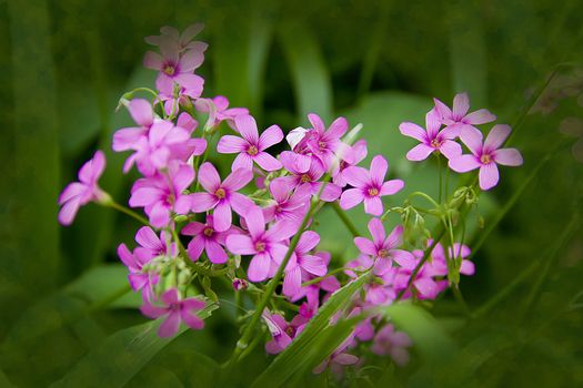 cluster of pink flowers with five petals in green background.