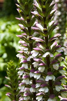 Bear's Breeches (Acanthus mollis), cockroach-shaped flower cluster