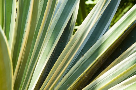 detail from Sansevieria trifasciata Laurentii