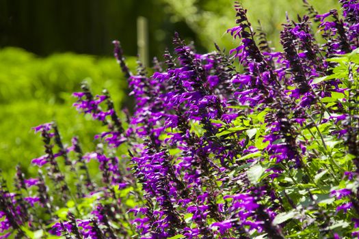 violet flower spikes at noon