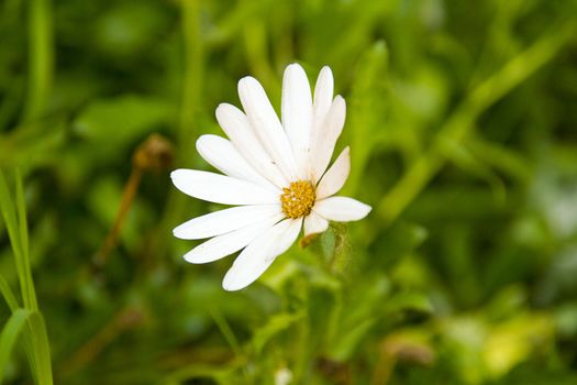 lonely daisy in sunny day